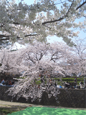 さくら.gif