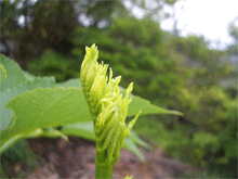 タラノメ.gif