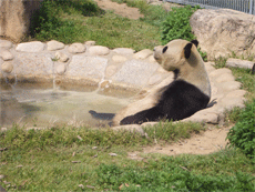 温泉パンダ.gif